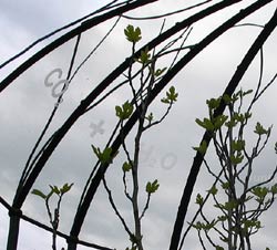 Organic Reflections